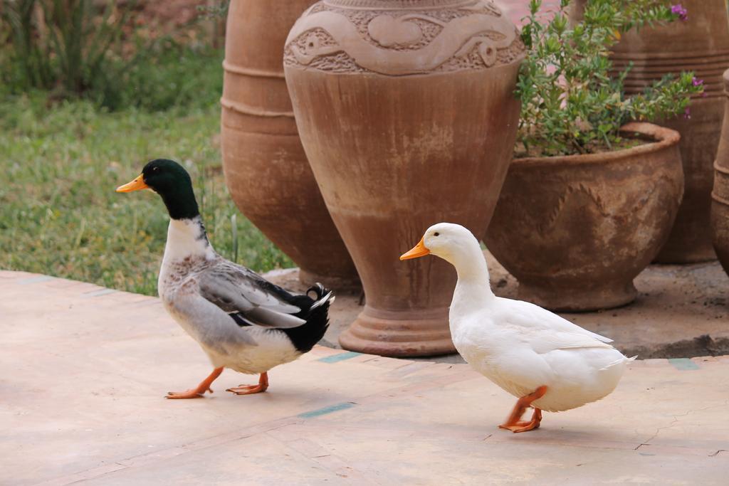 Ecolodge Bab El Oued Maroc Oasis Agdz Exterior photo