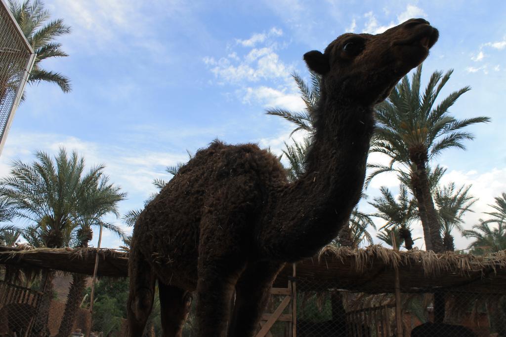 Ecolodge Bab El Oued Maroc Oasis Agdz Exterior photo