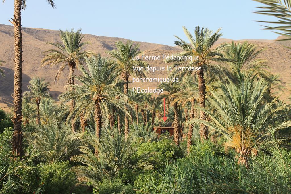 Ecolodge Bab El Oued Maroc Oasis Agdz Exterior photo